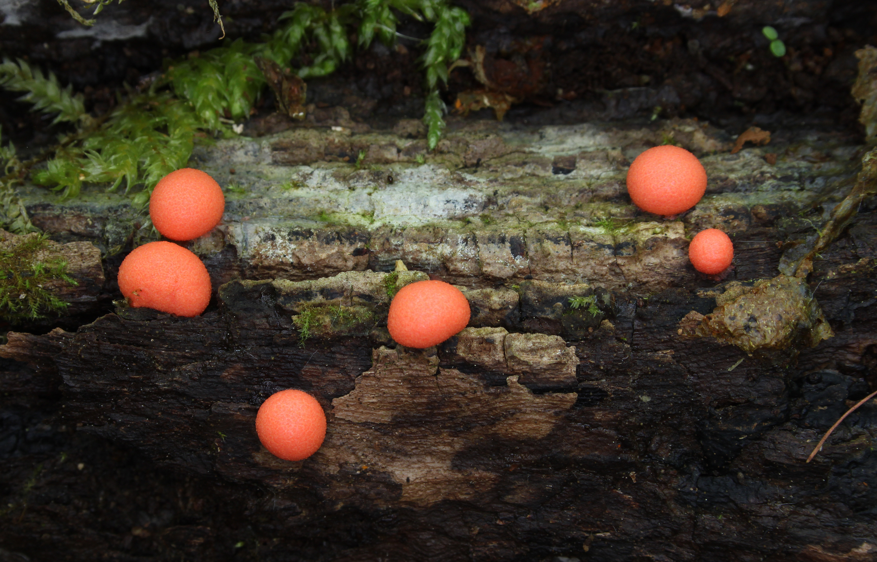 Lycogala epidendrum Blutmilchpilz