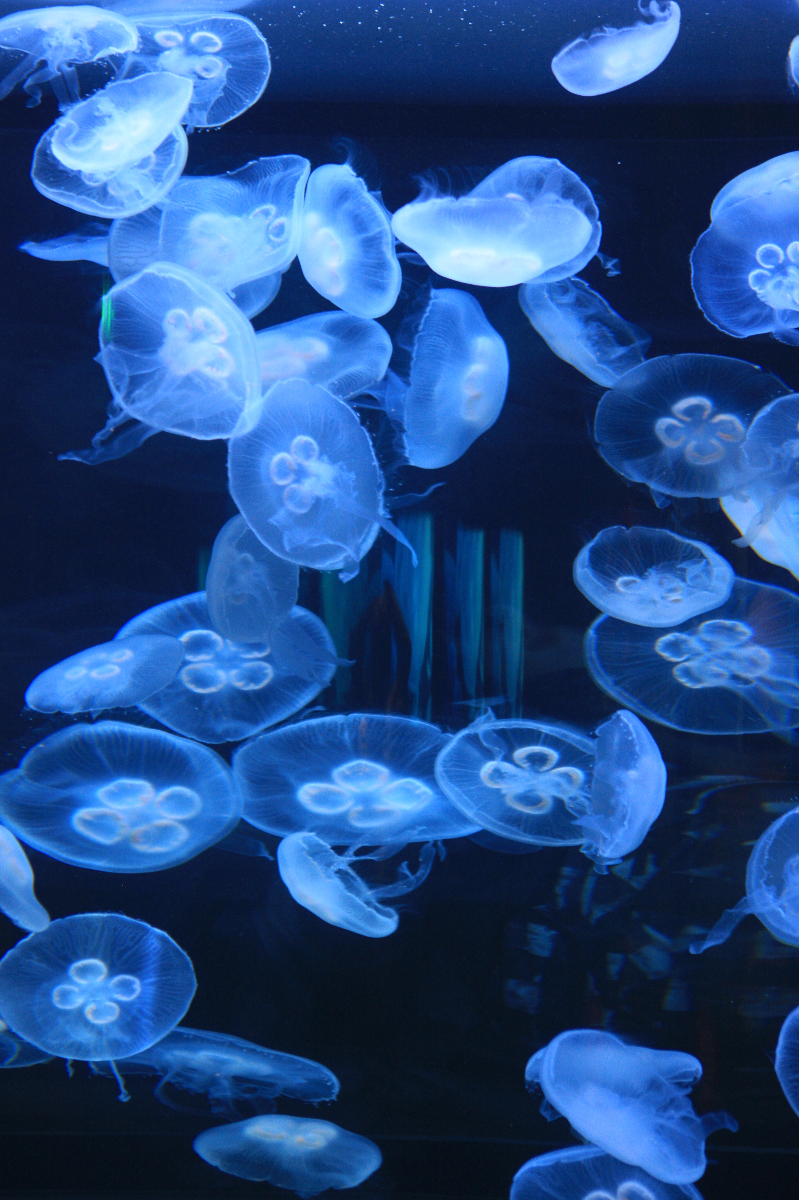 Moon Jellies (Aurelia aurita) (7153399193)