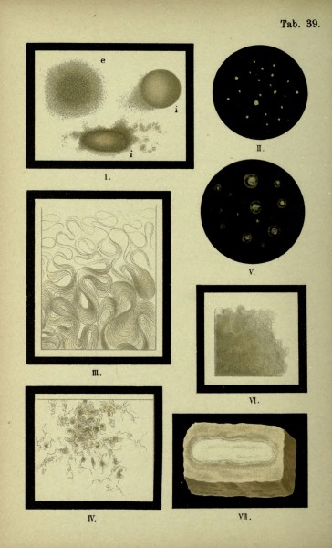 Atlas and essentials of bacteriology (Tab. 39) (6418468481)