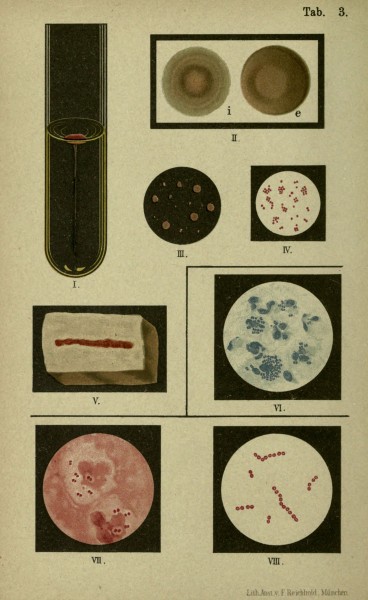 Atlas and essentials of bacteriology (Tab. 3) (6418448239)