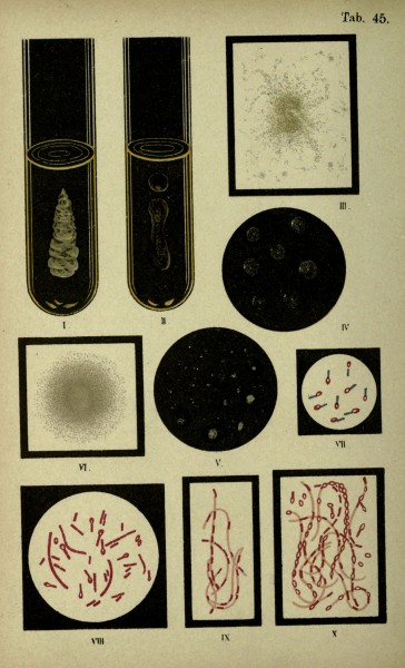 Atlas and essentials of bacteriology (Tab. 45) (6418472097)