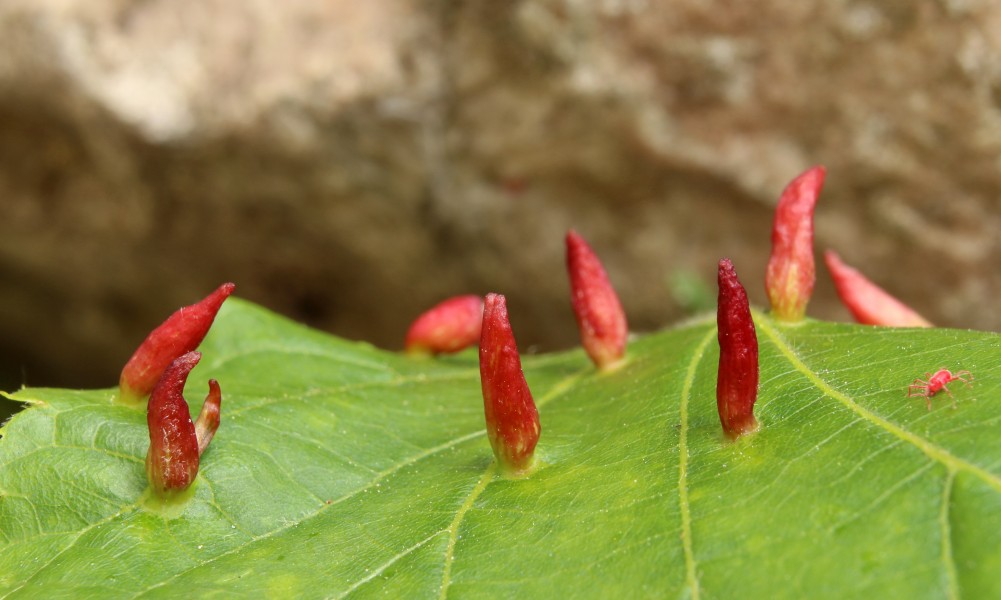 Galle Lindengallmilbe Eriophyes tiliae