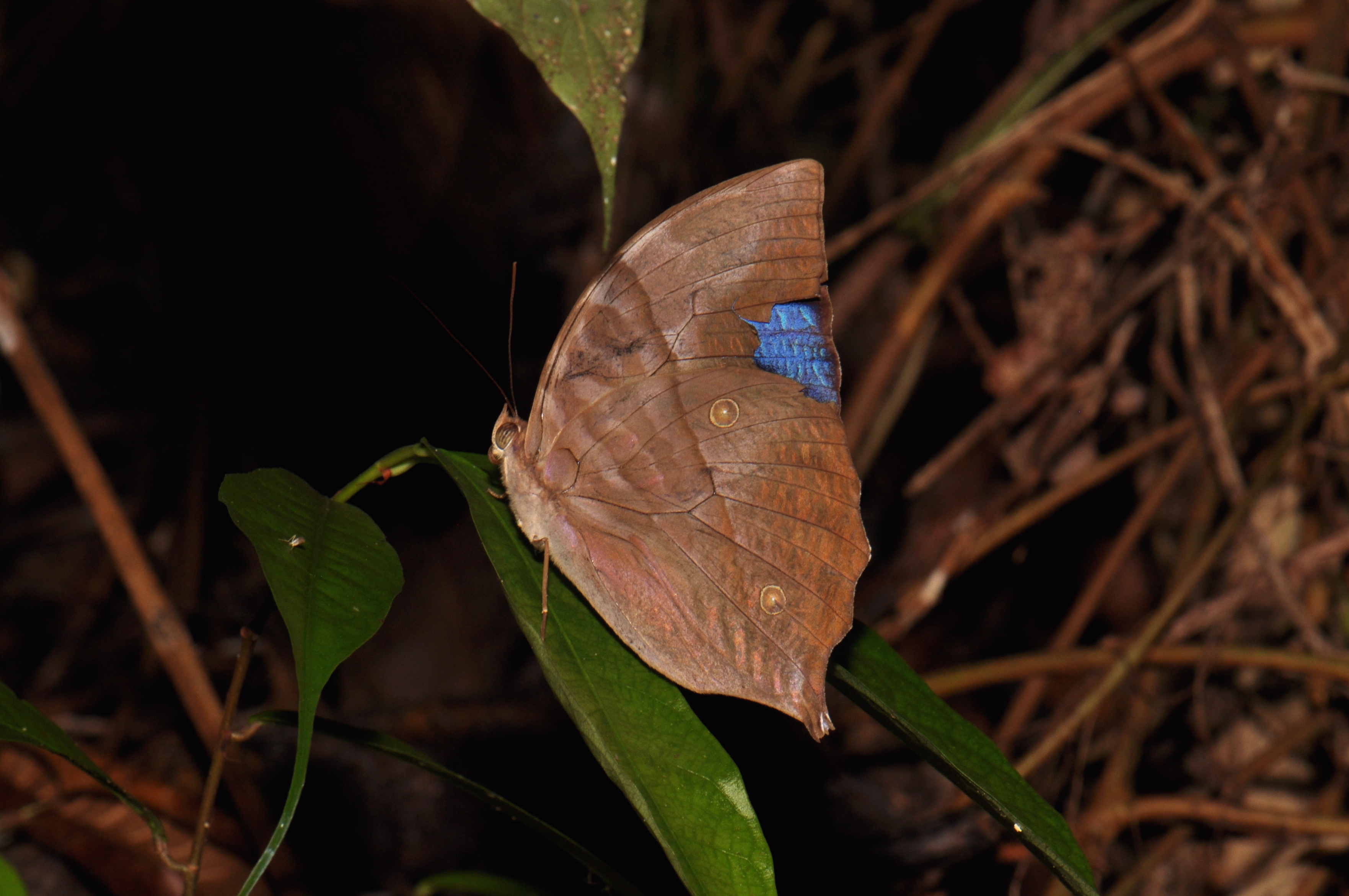 The Saturn (Zeuxidia amethystus) (15733778244)