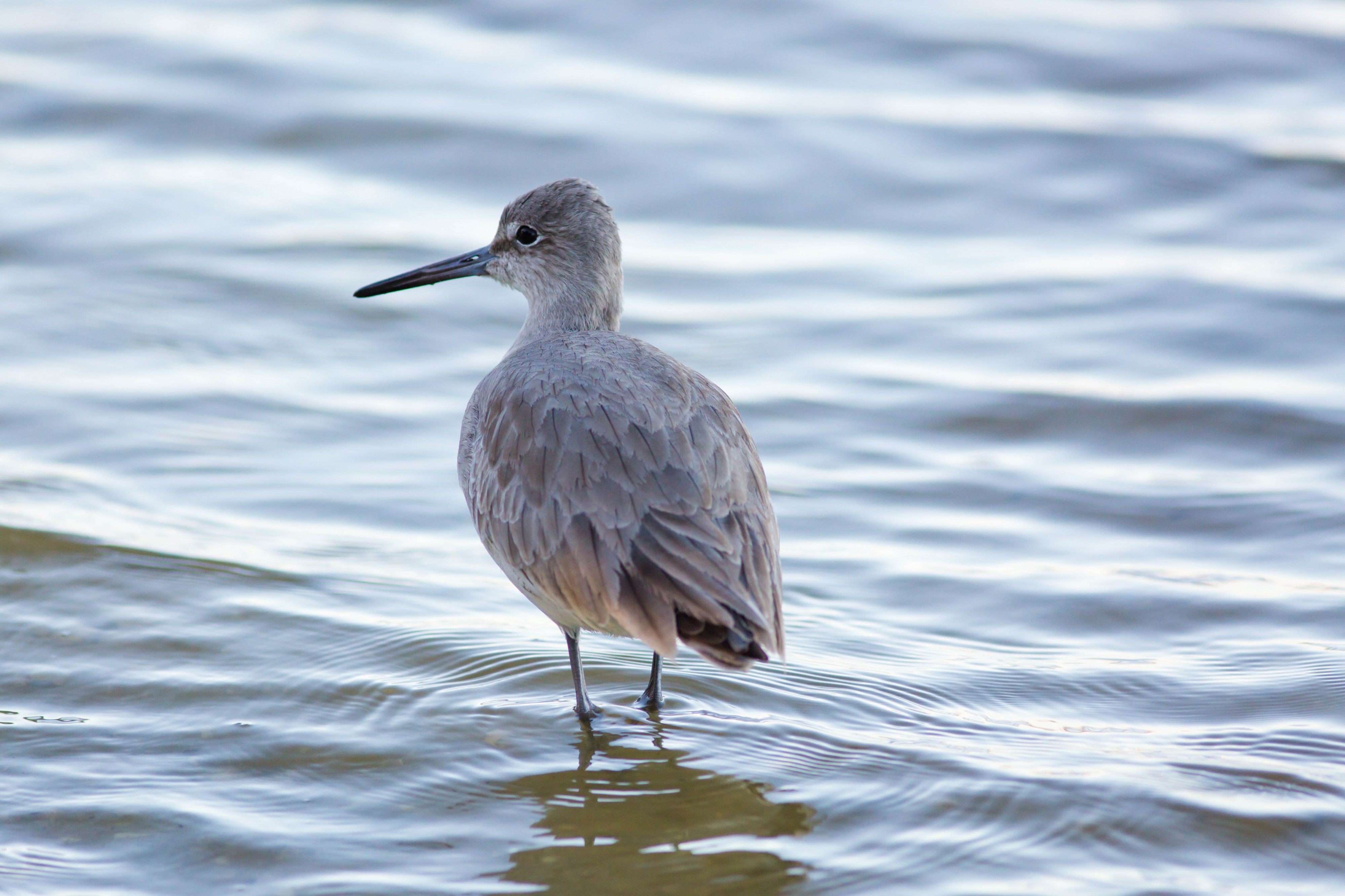 Willet (25006477505)