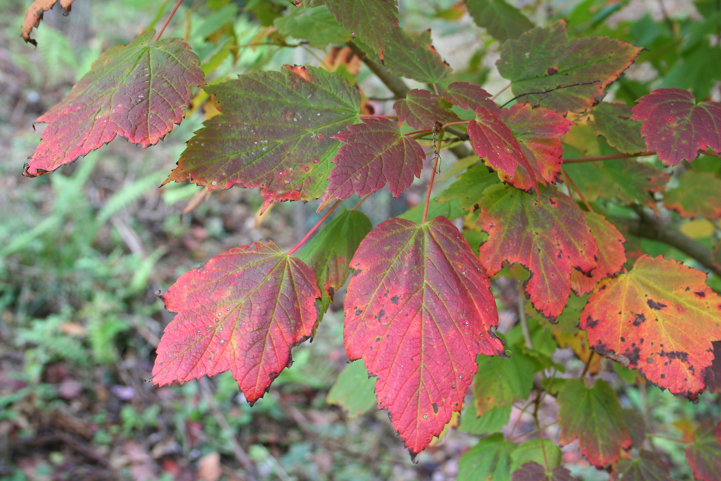 Acer spicatum JPG1L