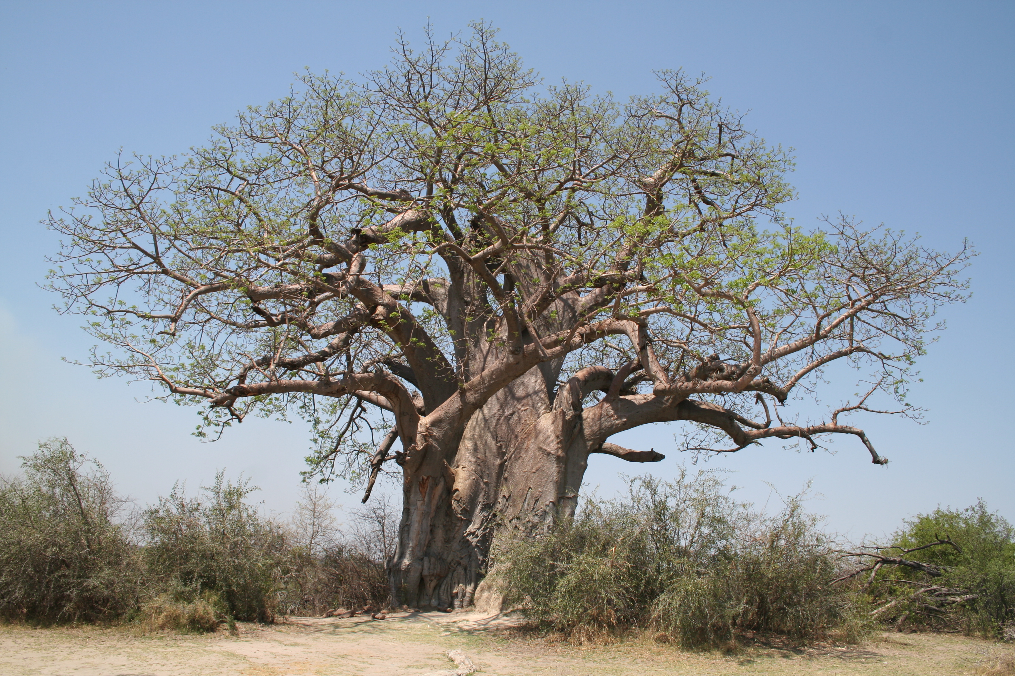 Adansonia digitata MS 10040