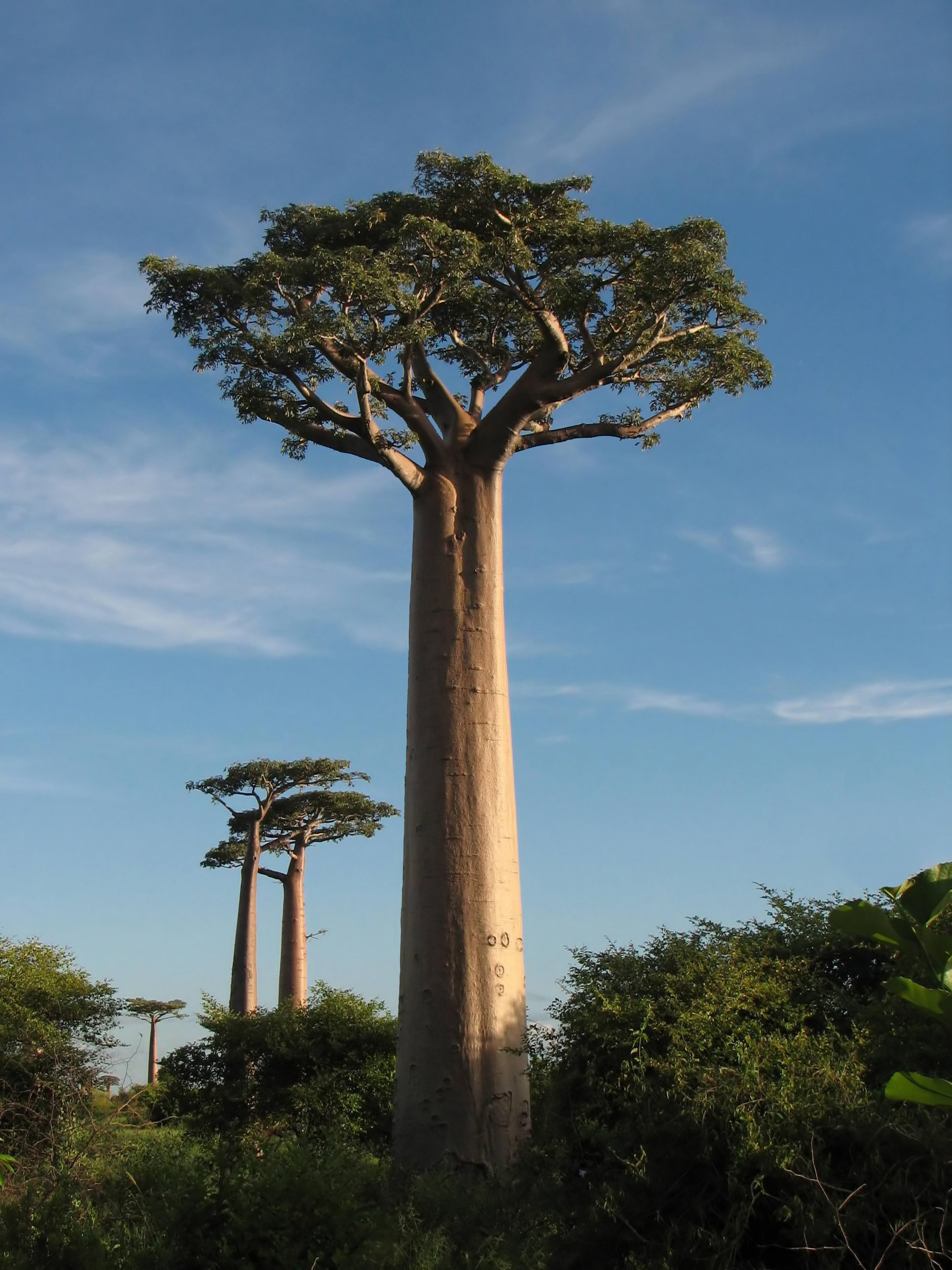 Adansonia grandidieri 02