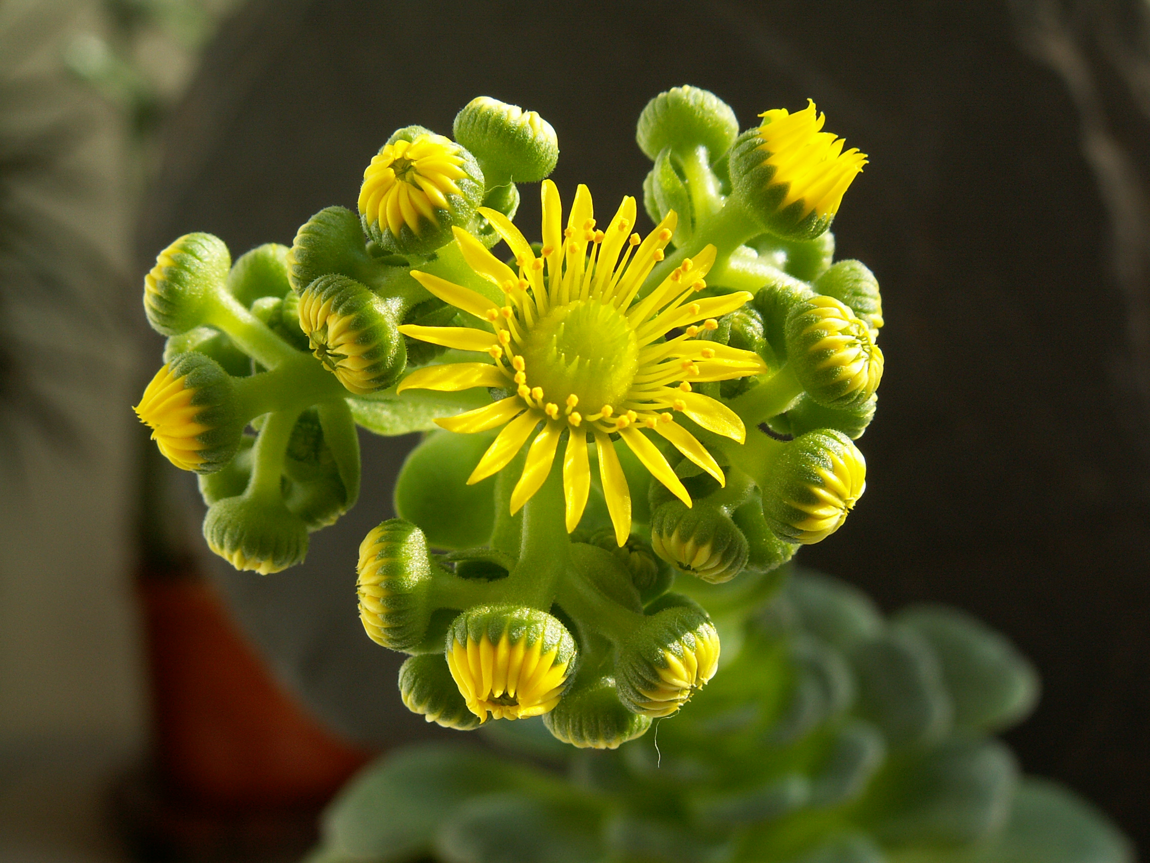 Aeonium dodrantale PICT1759