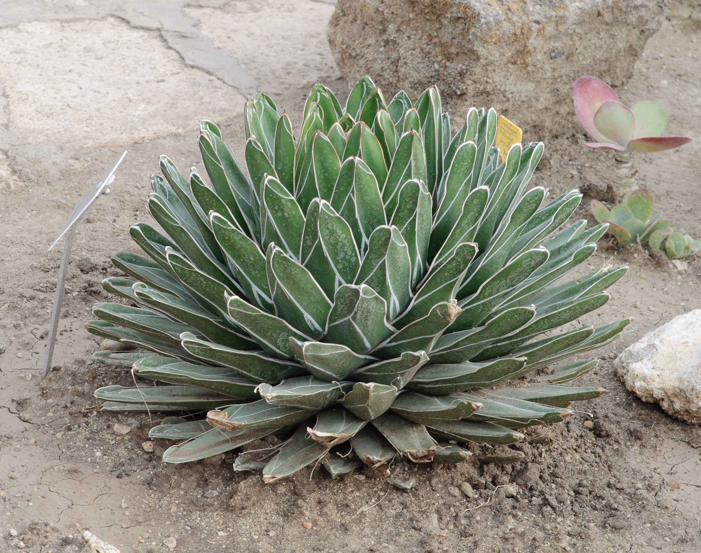 Agave victoriae-reginae - Balchik