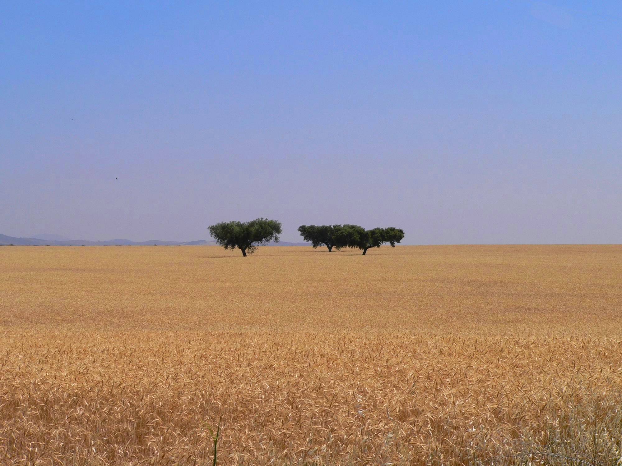 Alentejo 29 5 5 edit