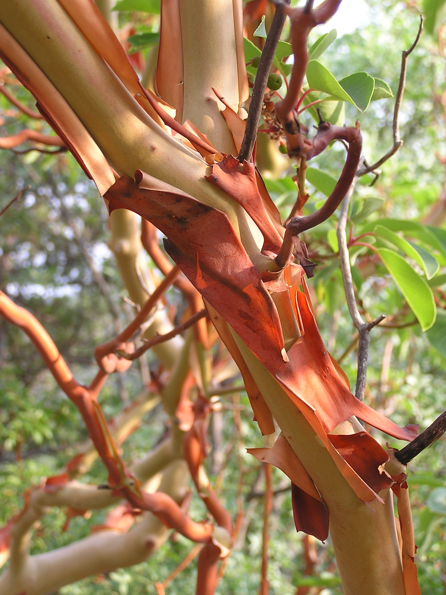 Arbutus andrachne bark (Ab plant 102)