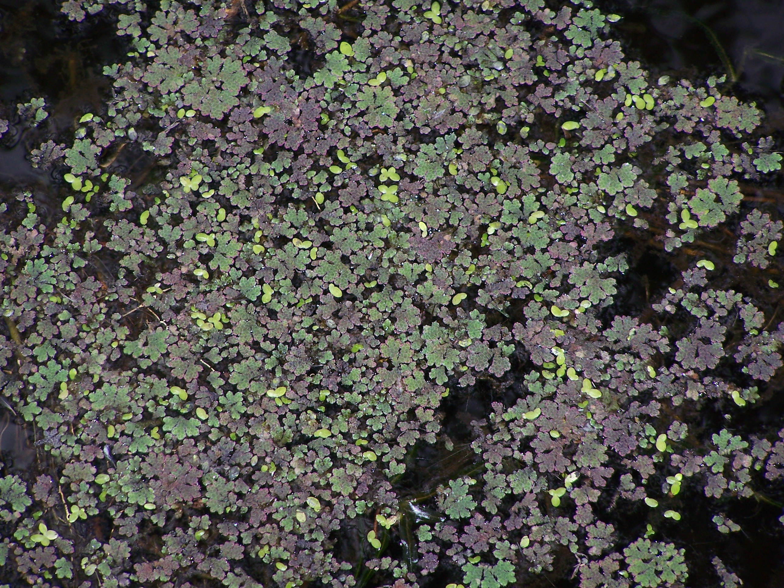 Canning rv azolla 02 gnangarra