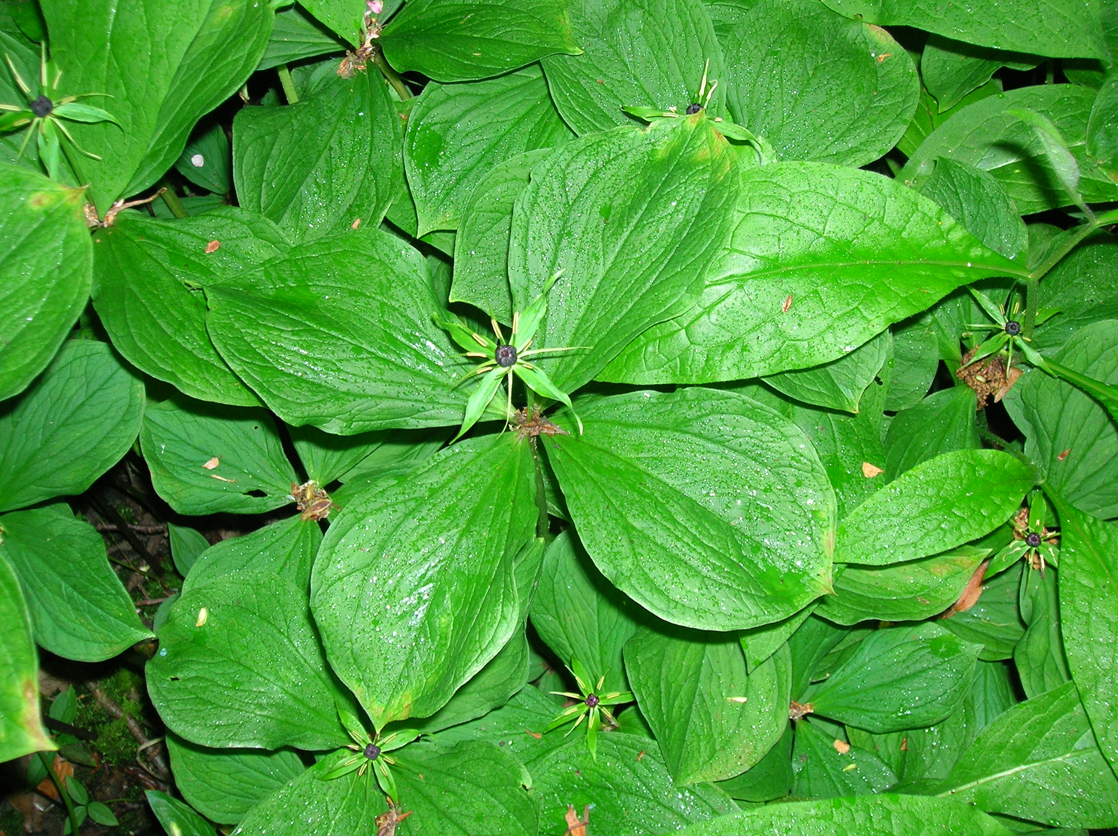 Herb Paris in flower