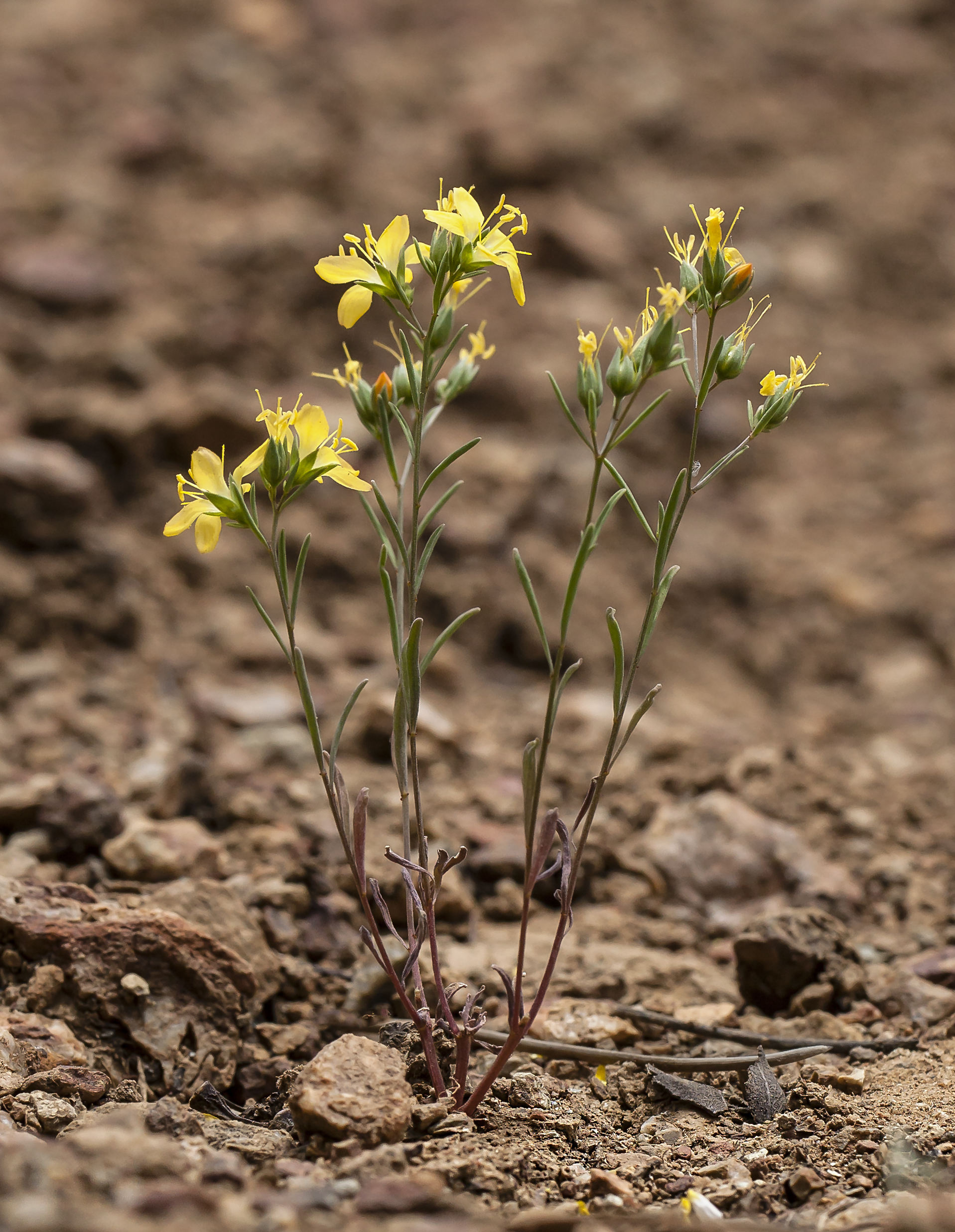 Hesperolinon breweri (Brewer's dwarf-flax) (14279791490)