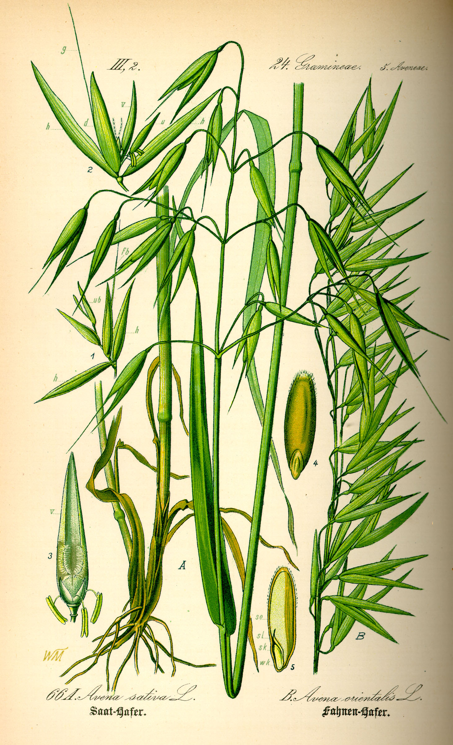 Illustration Avena sativa0