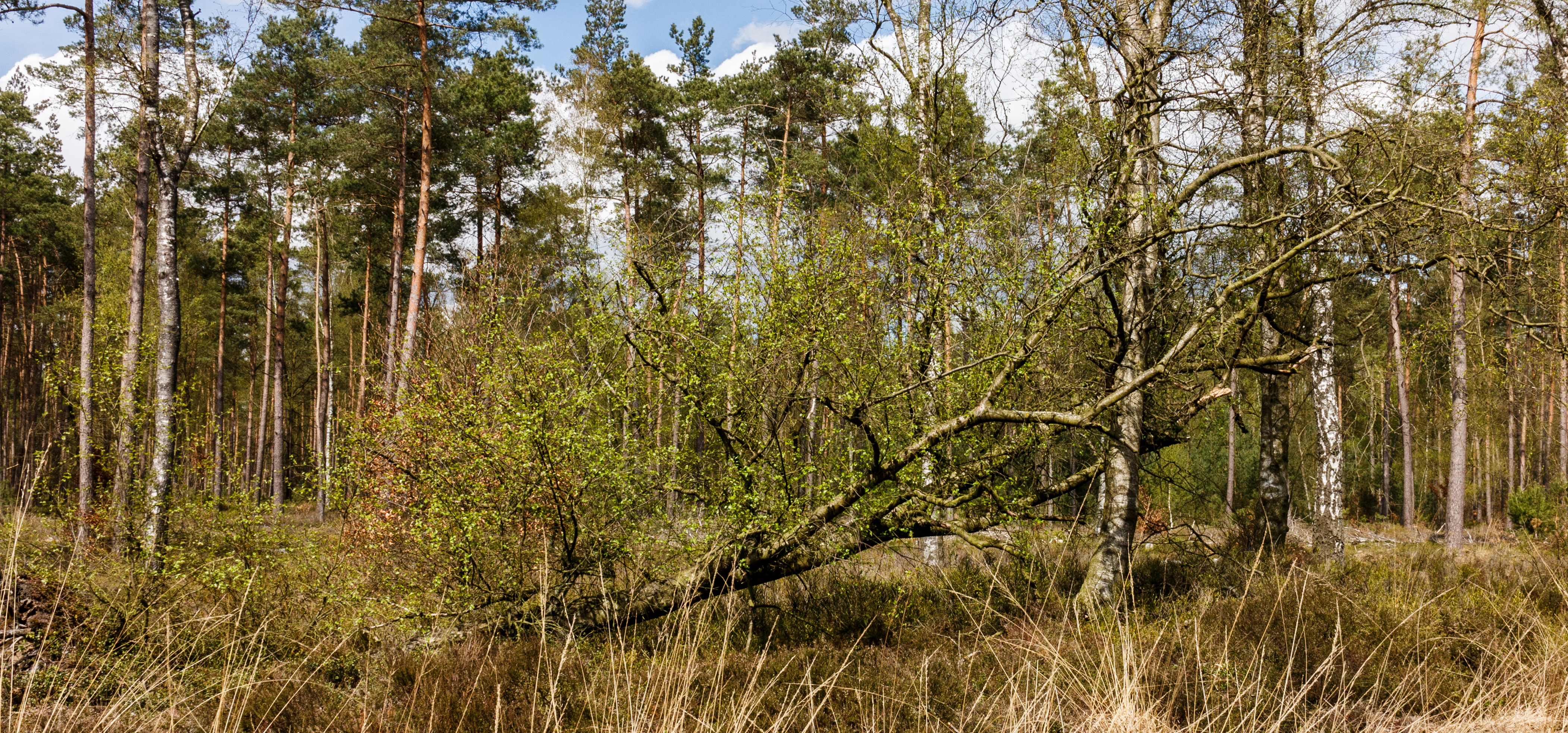 Ontwortelde berk (Betula) komt in blad. Locatie, Kroondomein