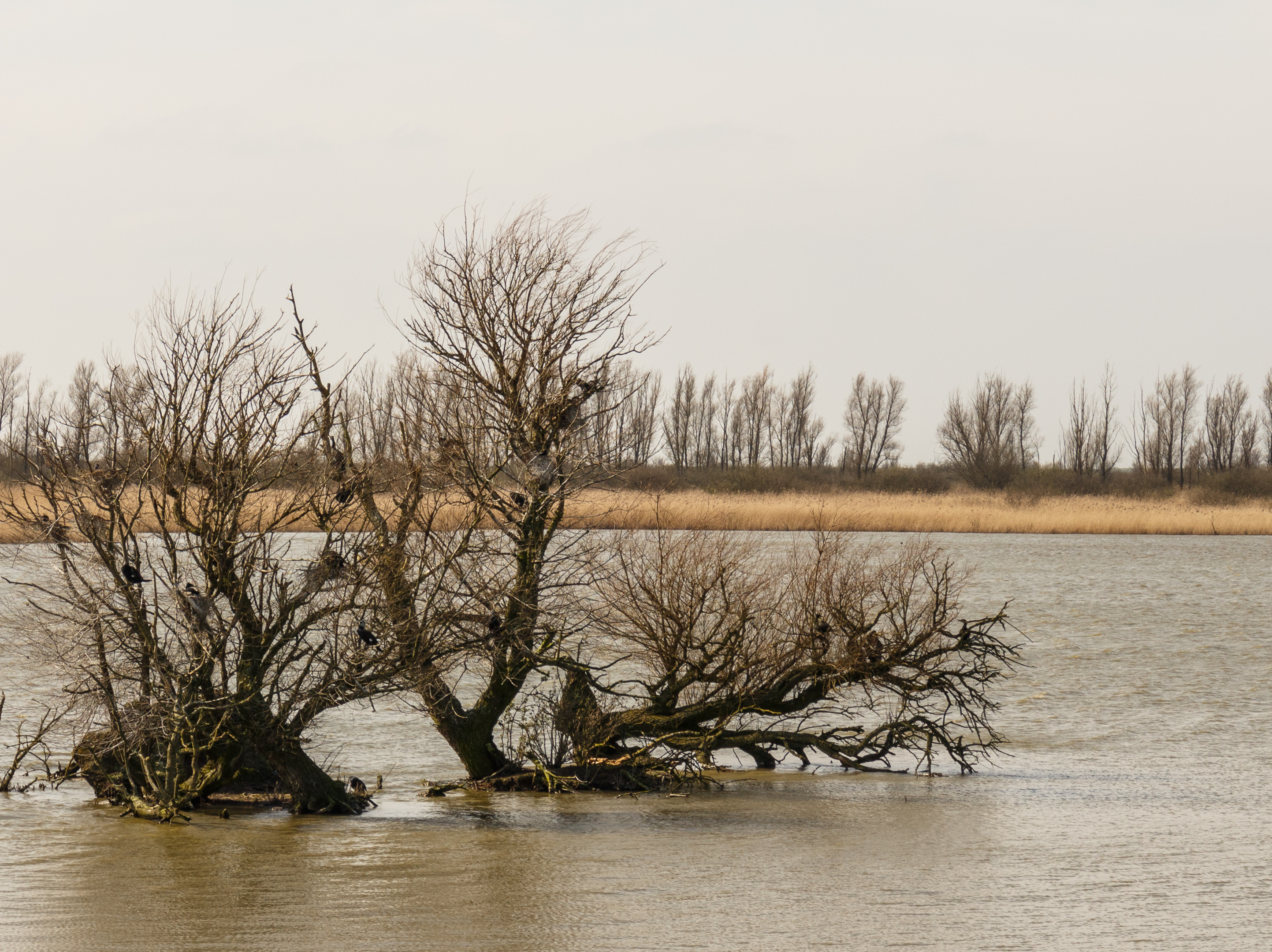 Oostvaardersplassen. Nieuwe natuur op de bodem van de voormalige Zuiderzee 21