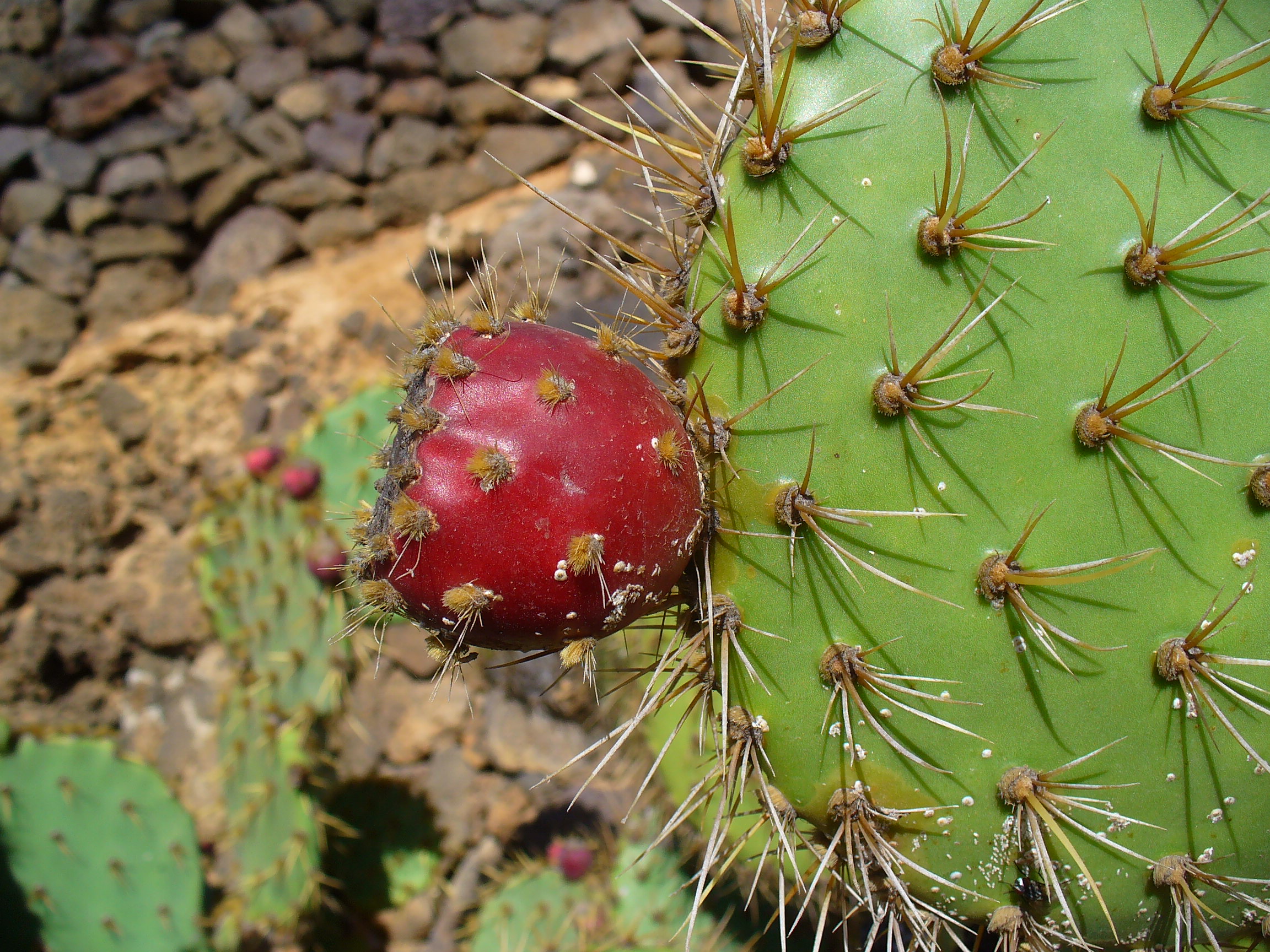 Opuntia littoralis x Opuntia engelmannii 002