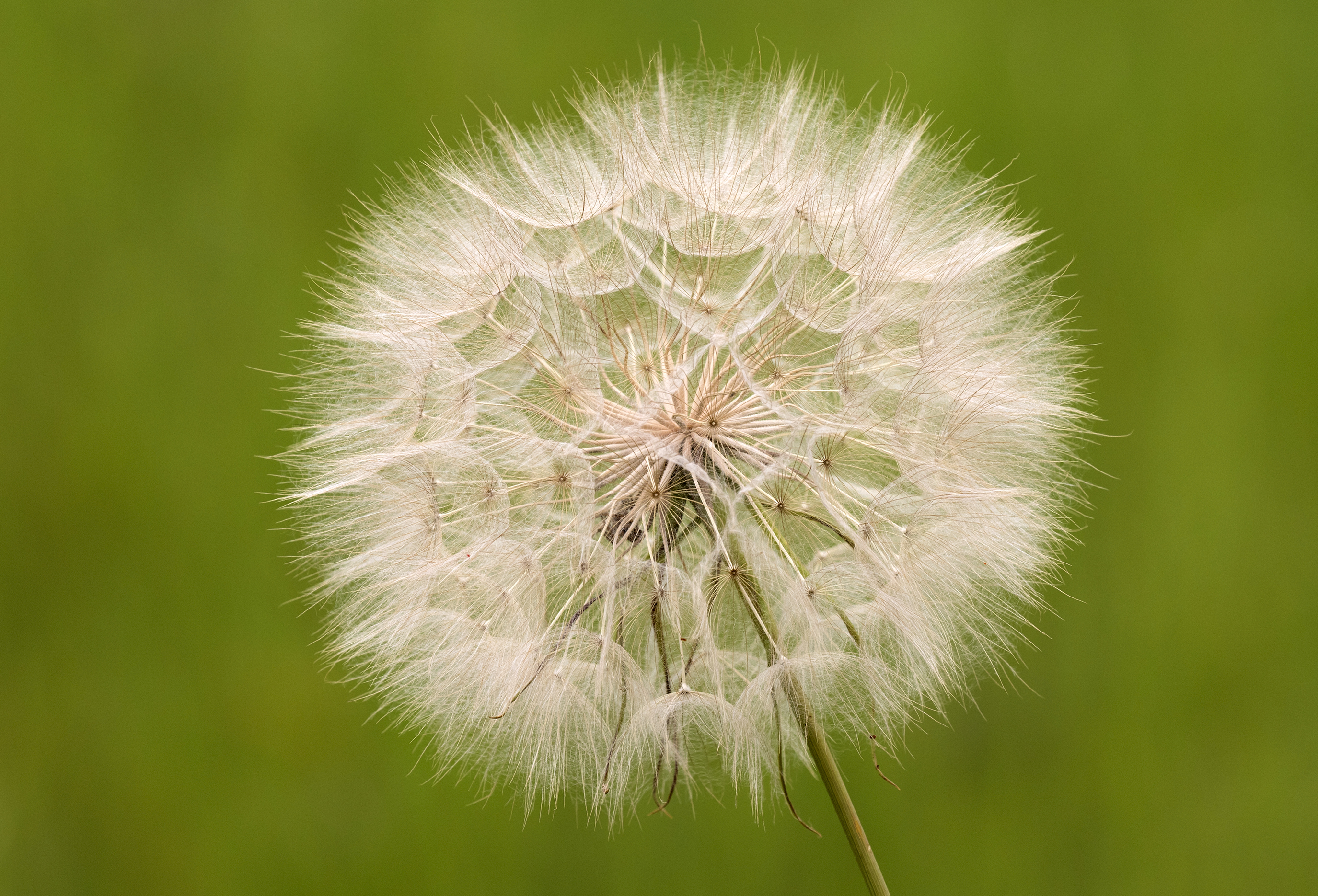 Oyster plant - Tragopogon porrifolius 05