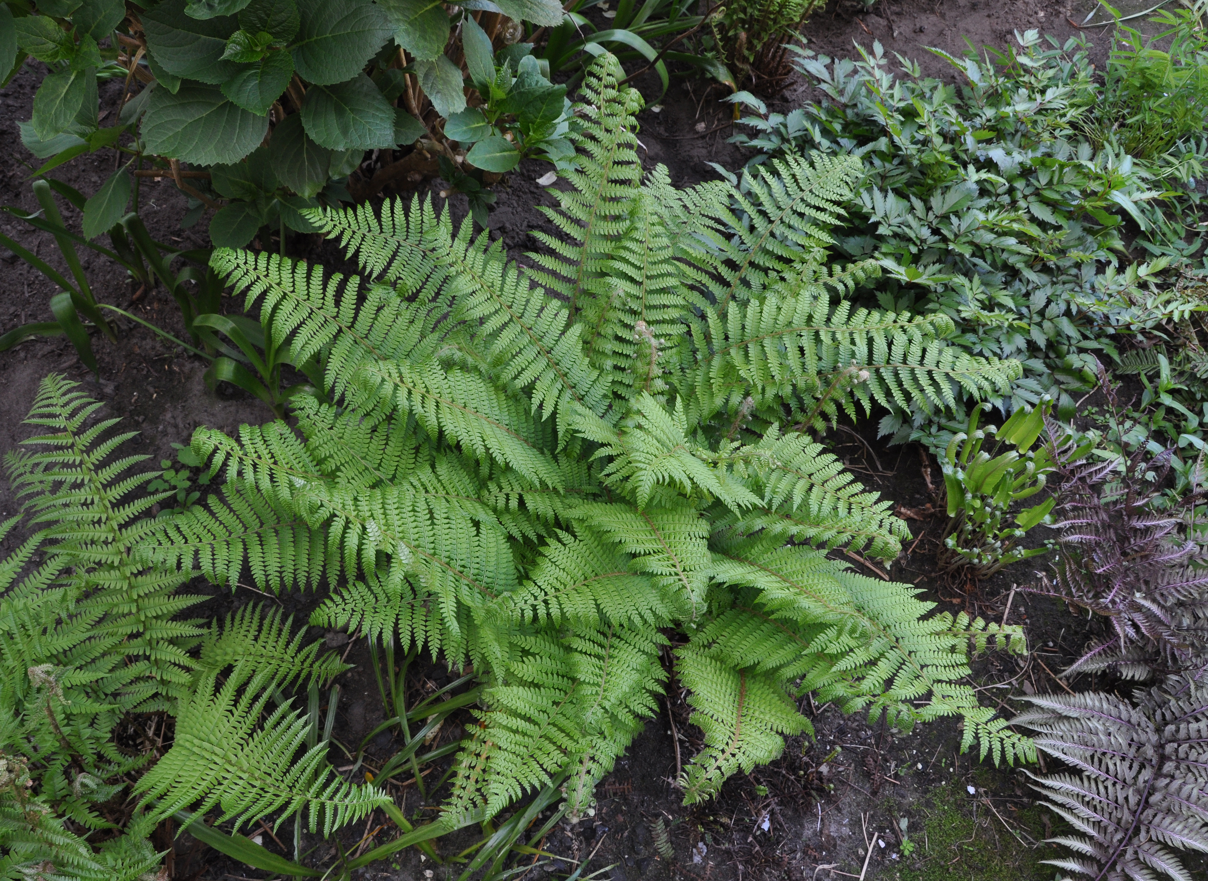 Polystichum setiferum MJJR 01