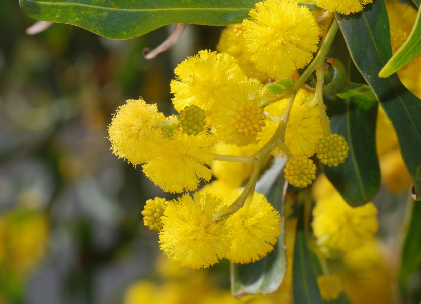 Acacia March 2008-1