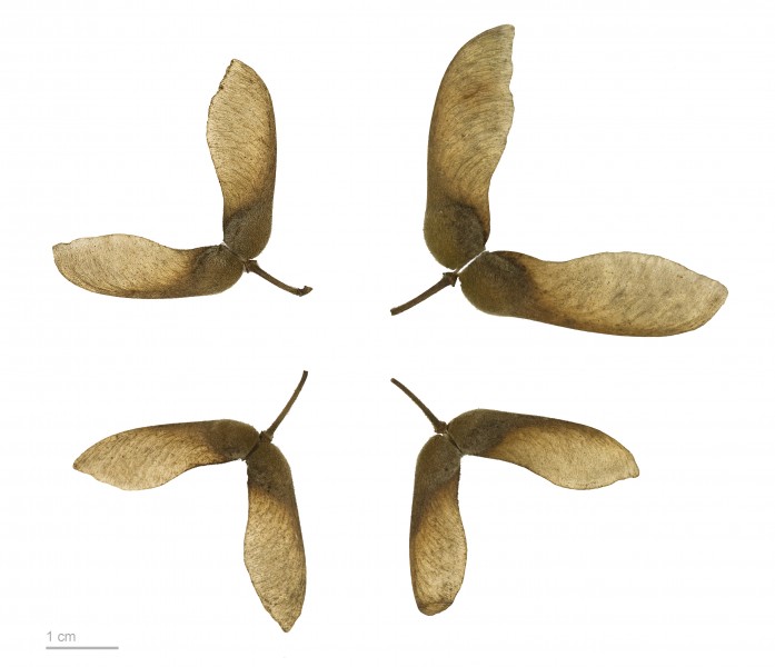 Acer griseum MHNT.BOT.2010.4.1