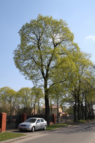 Acer platanoides Marki 2