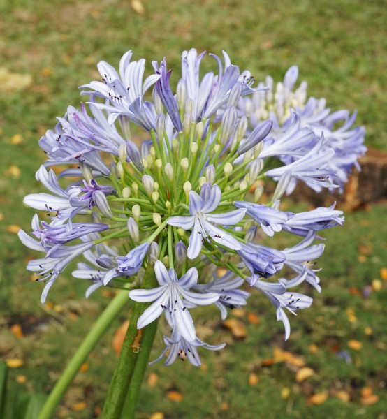 Agapanthus africanus 01