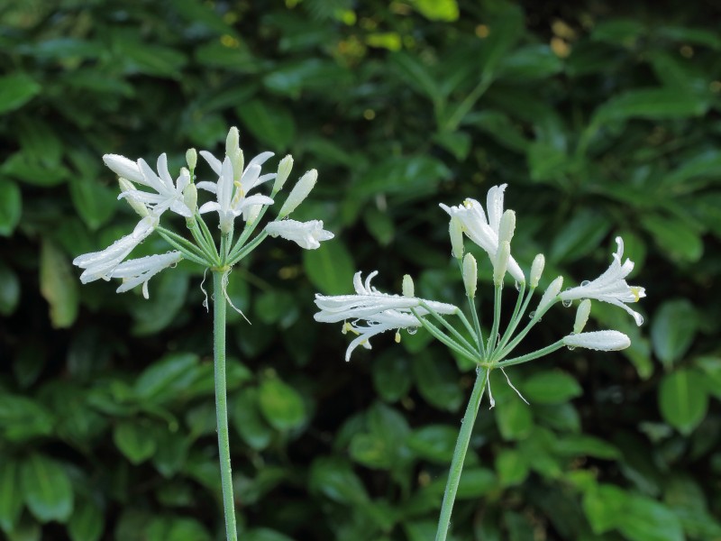 Agapanthus praecox Snow White