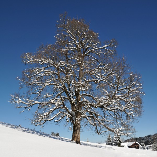 Ahorn auf dem Bödele 2