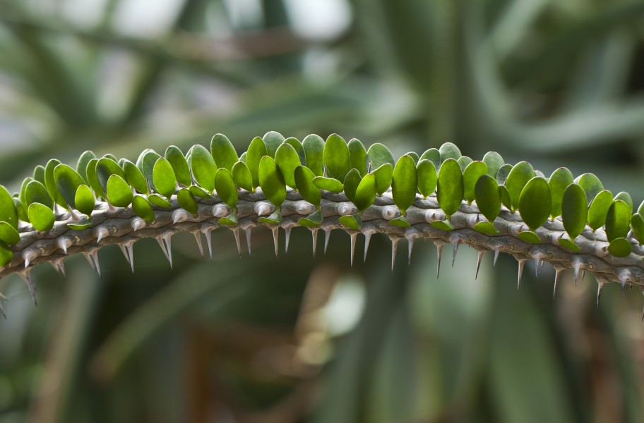 Alluaudia procera, jardín botánico de Tallinn, Estonia, 2012-08-13, DD 02