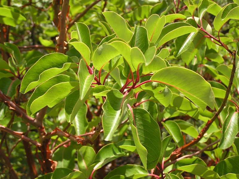 Arbutus andrachne leaves (Ab plant 101)