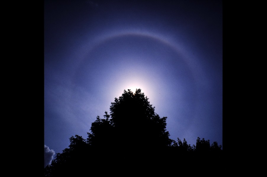 Halo over tree