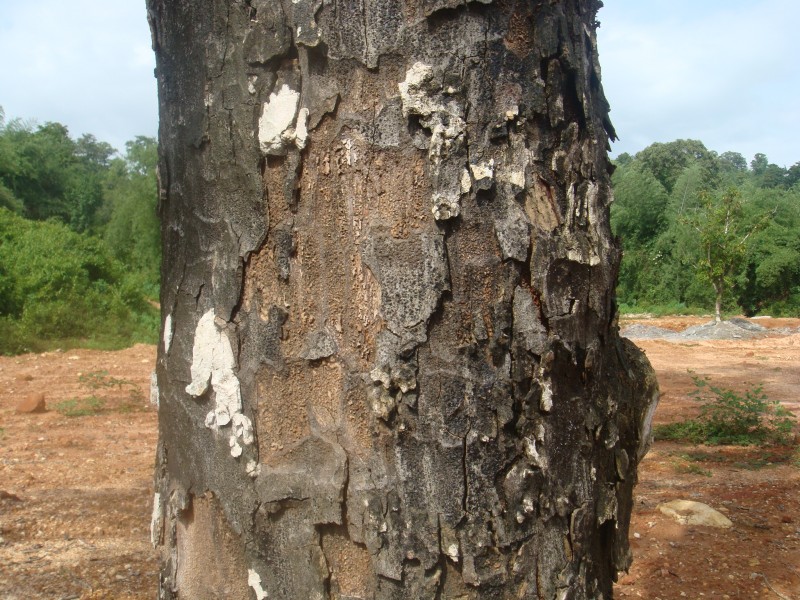 Jack fruit tree bark