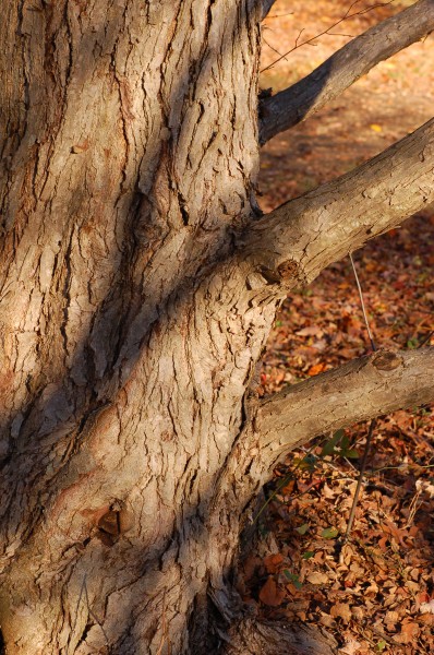 Katsura Tree Cercidiphyllum japonicum Trunk Bark 2000px