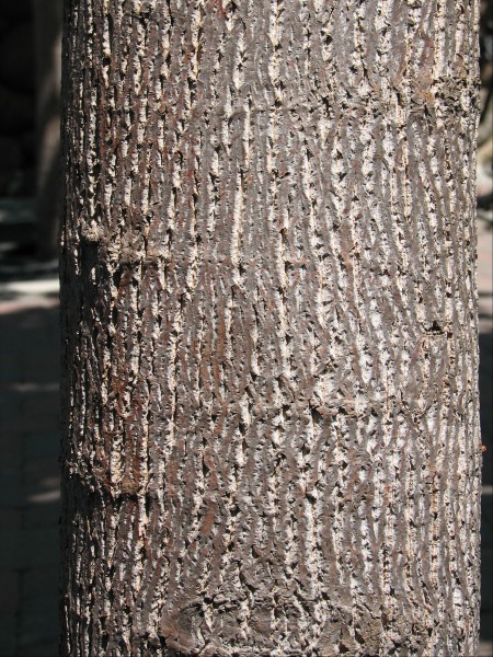 Liriodendron bark old