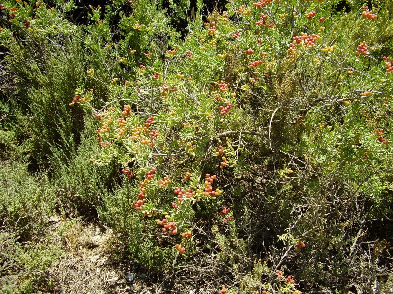 Nitraria billardierei