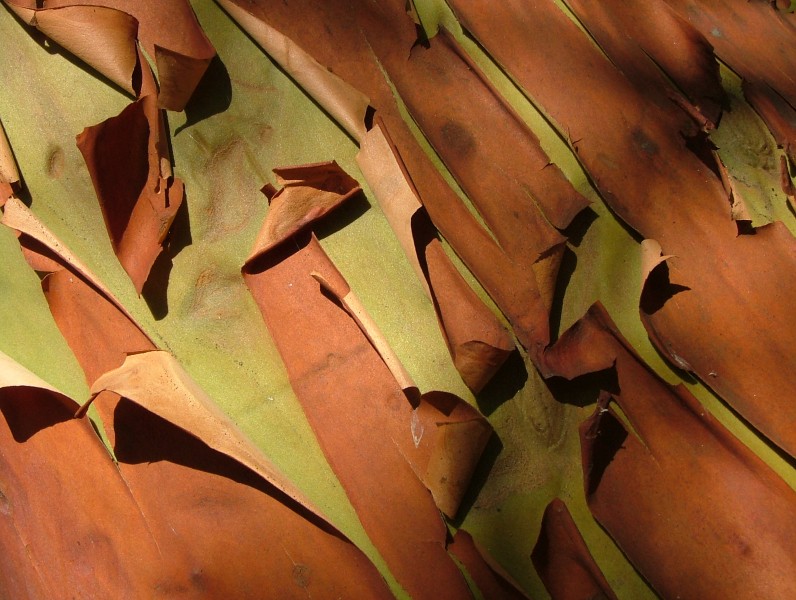 Pacific Madrone Arbutus menziesii Closeup 2816px