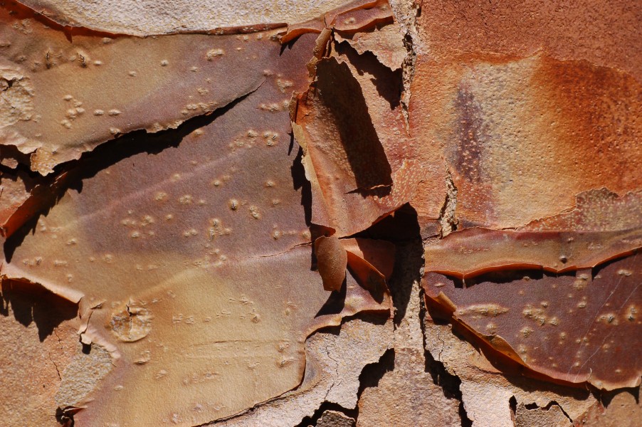 Paperbark Maple Acer griseum Bark Closeup 3008px