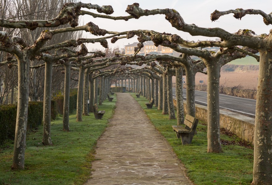 Paseo en las afueras de Artajona, Navarra, España, 2015-01-06, DD 02