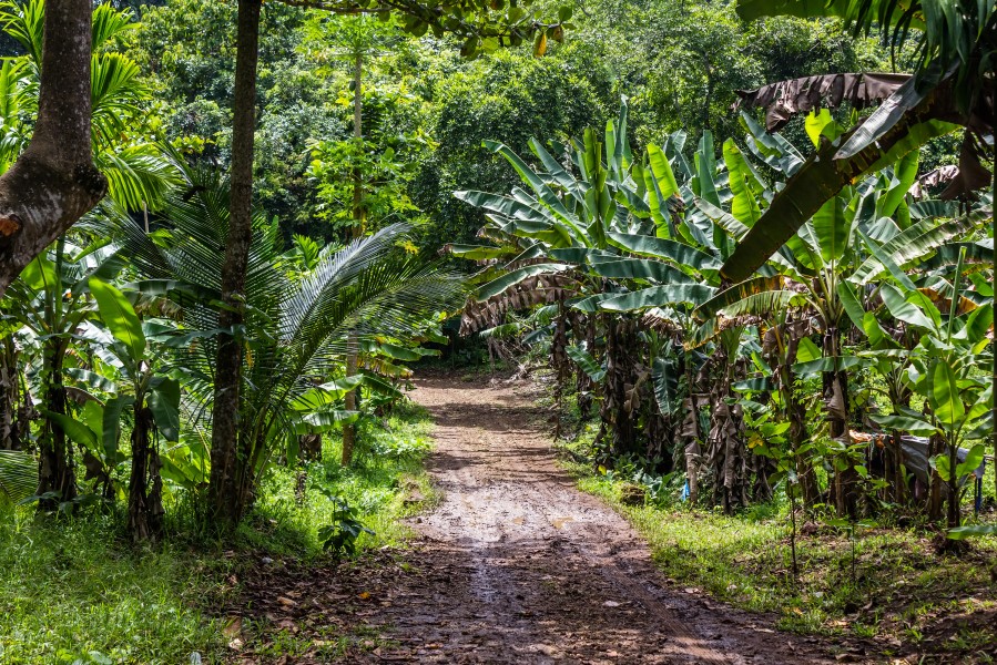 Path to Karang Bolong Beach, Cilacap 2015-03-21 01