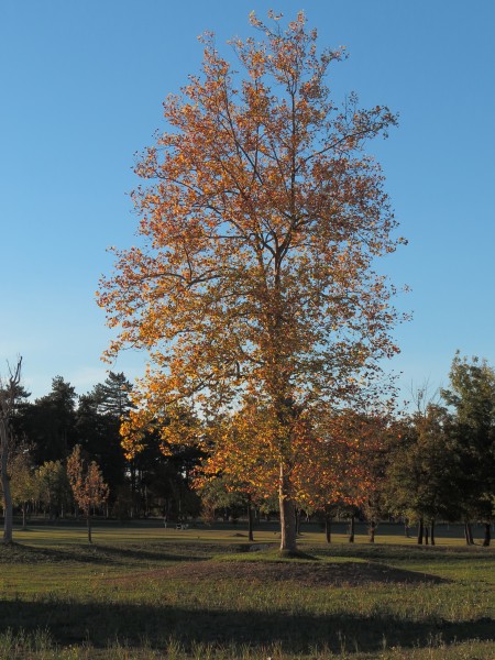 Plátano Olárizu otoño