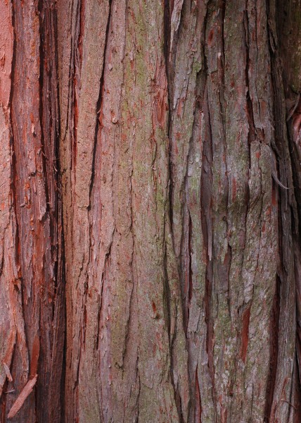 Sawara Falsecypress Chamaecyparis pisifera Bark 2000px