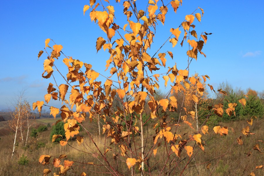 yellow leaves on the trees in November, in Lviv region, photo 3