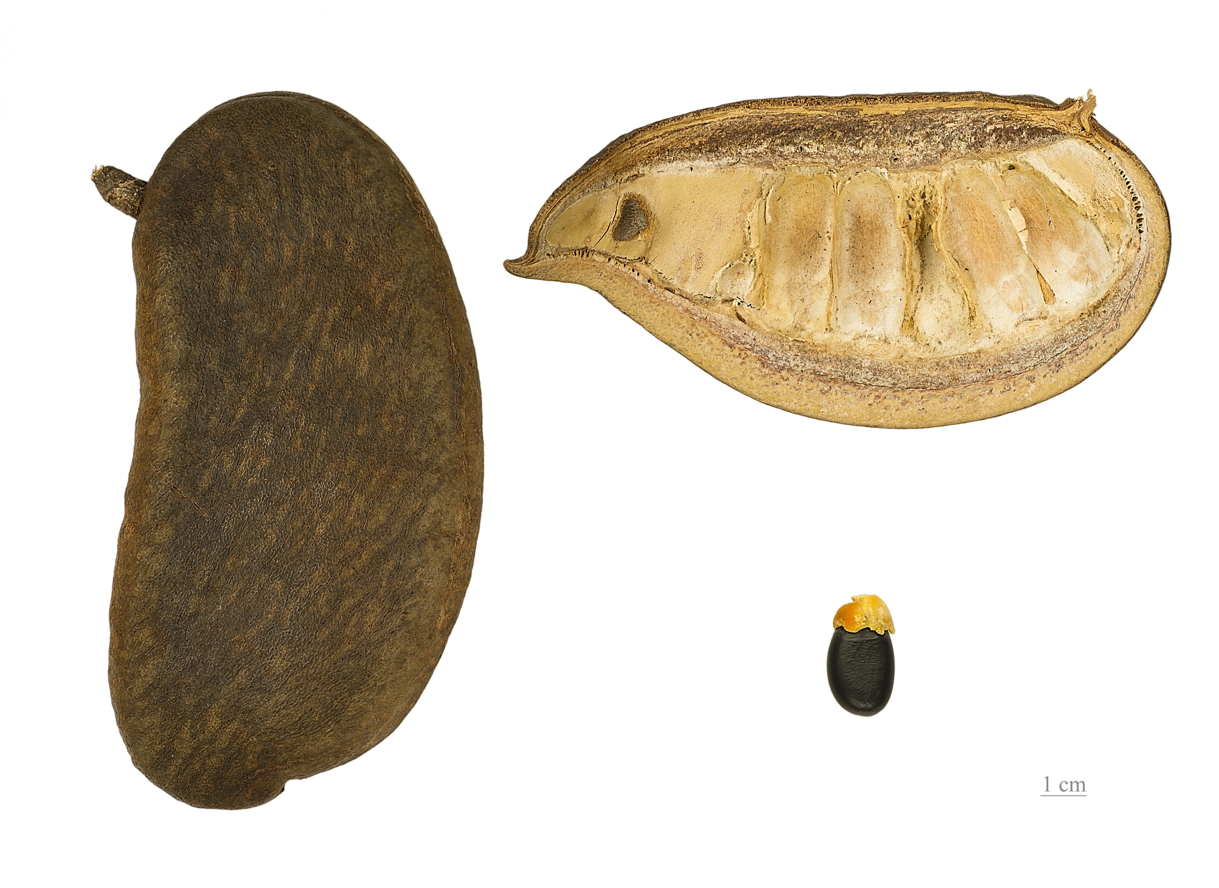 Afzelia africana MHNT.BOT.2004.0.227