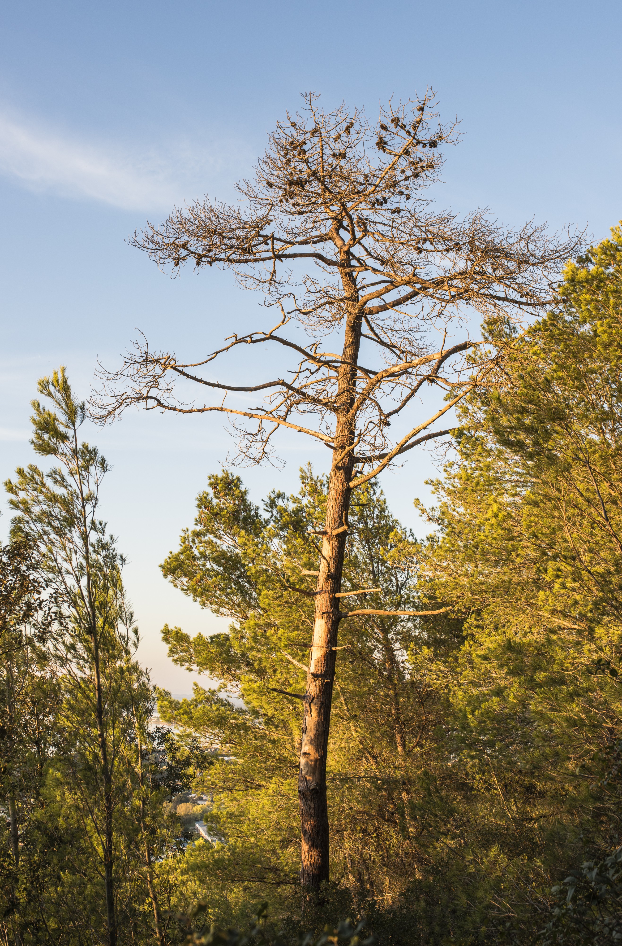 Dead Aleppo Pine, Sète