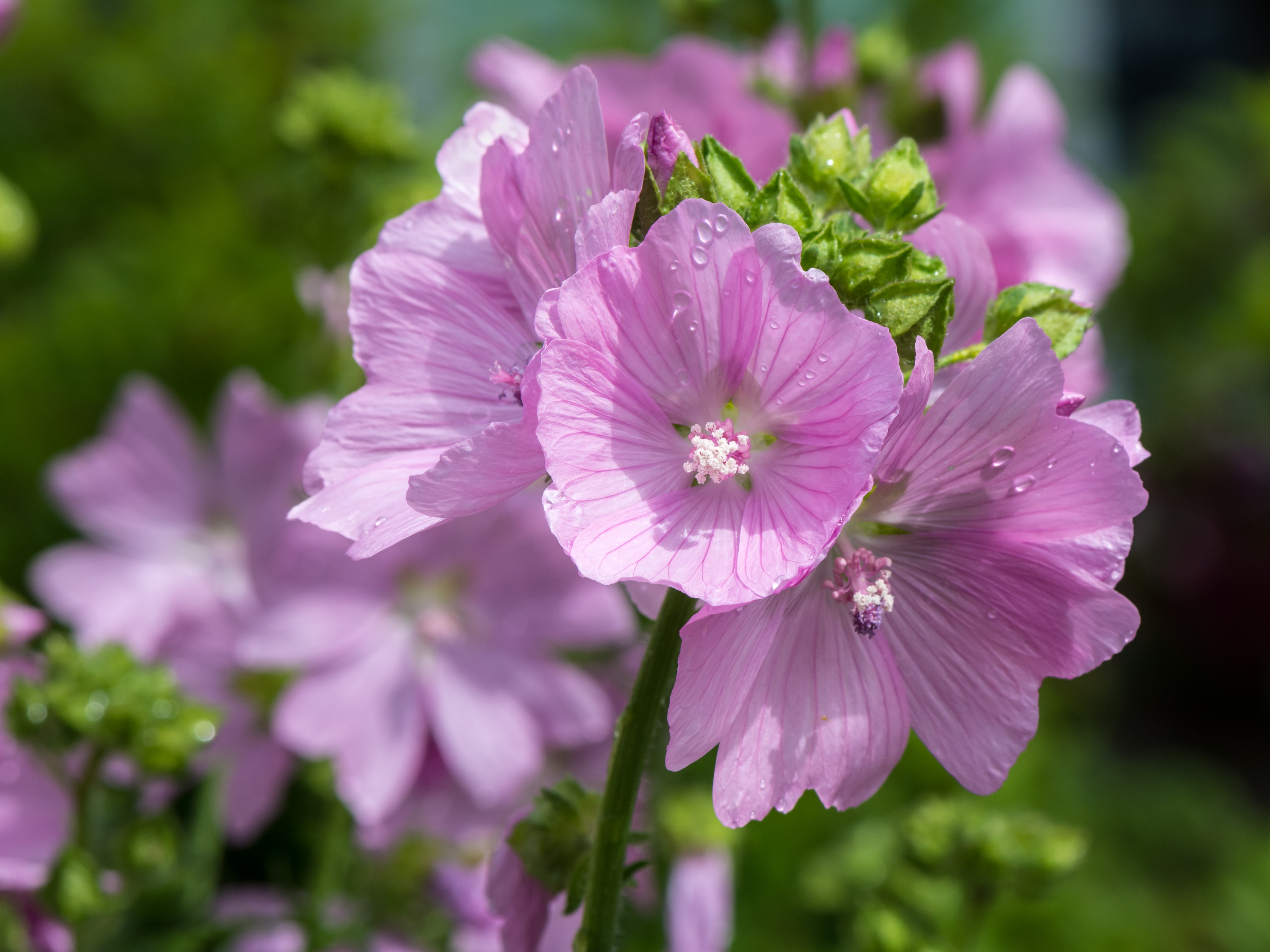 Malva moschata Mitterbach 01