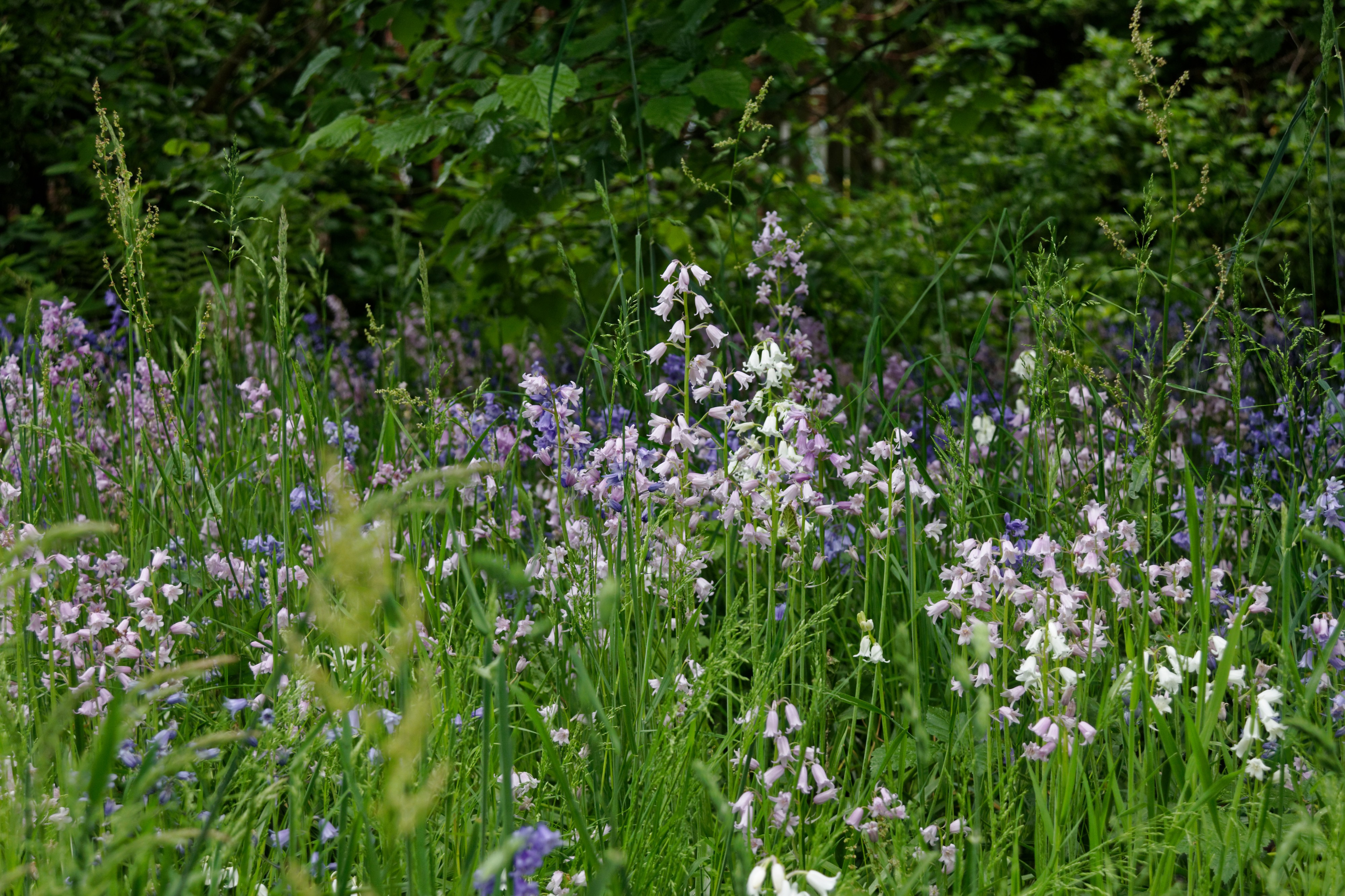 Nd hh garten de l aigle wiese 4