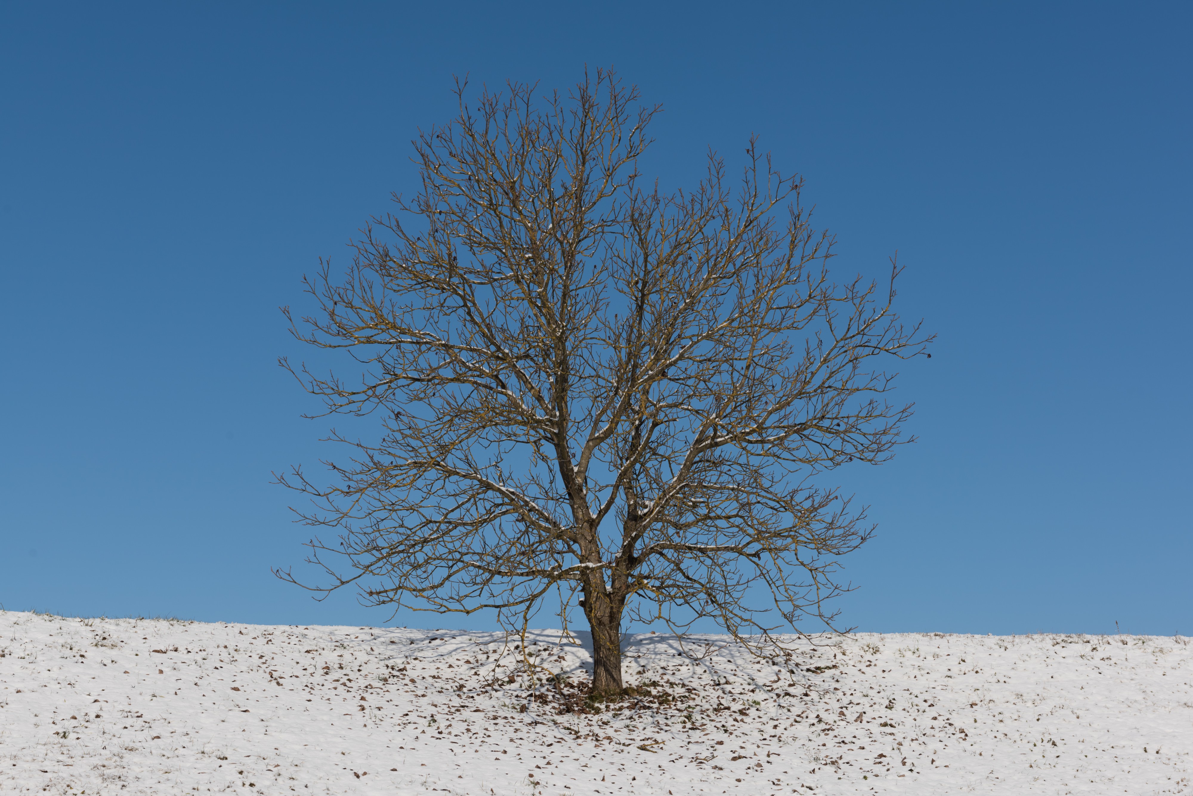 Neuhaus Museum Liaunig Walnussbaum 08012015 9979