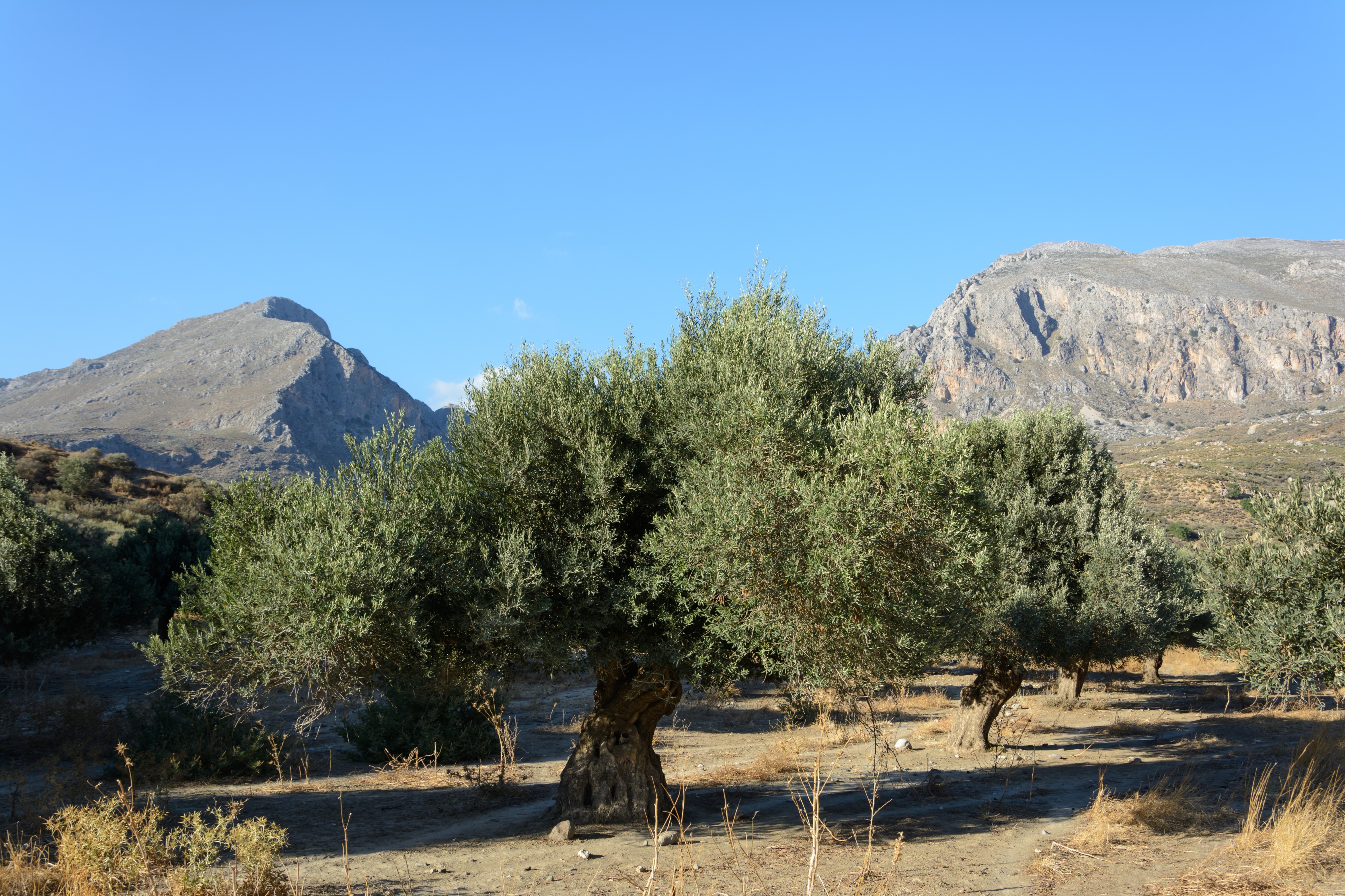 Olea europaea Preveli 01